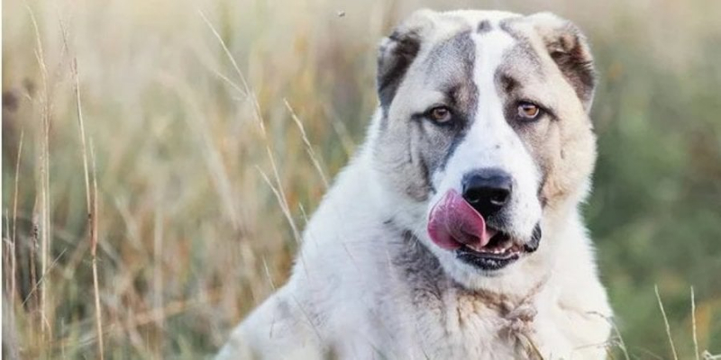 Страшна подія. В Одеській області алабай загриз на смерть свою власницю